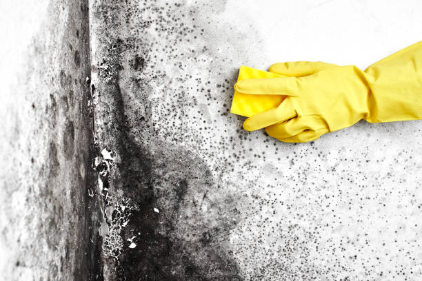 Best Certified Mold Removal  in Chadbourn, NC