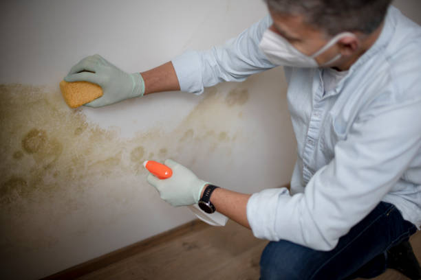 Office Mold Removal Services in Chadbourn, NC