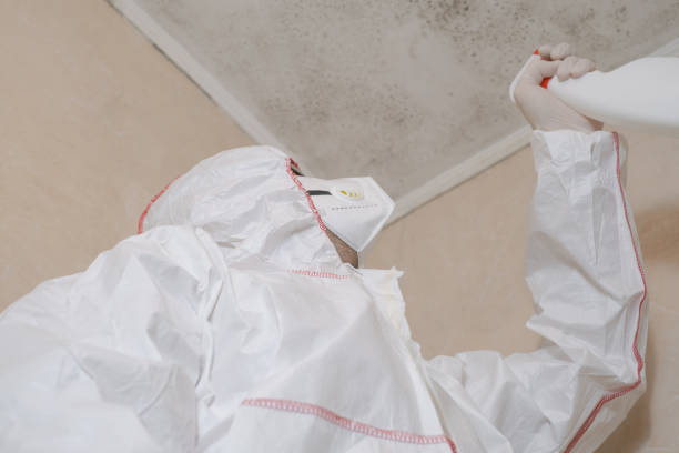 Best Mold Removal Company Near Me  in Chadbourn, NC