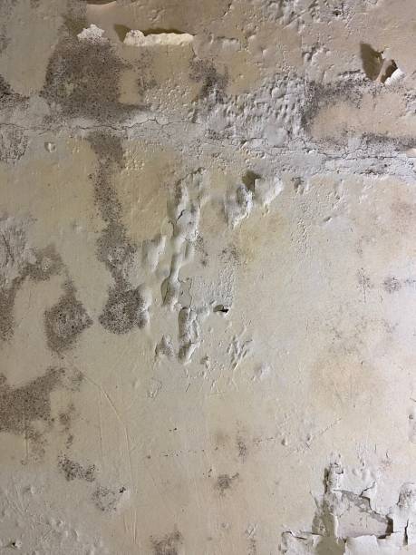 Chadbourn, NC Mold Removal Company